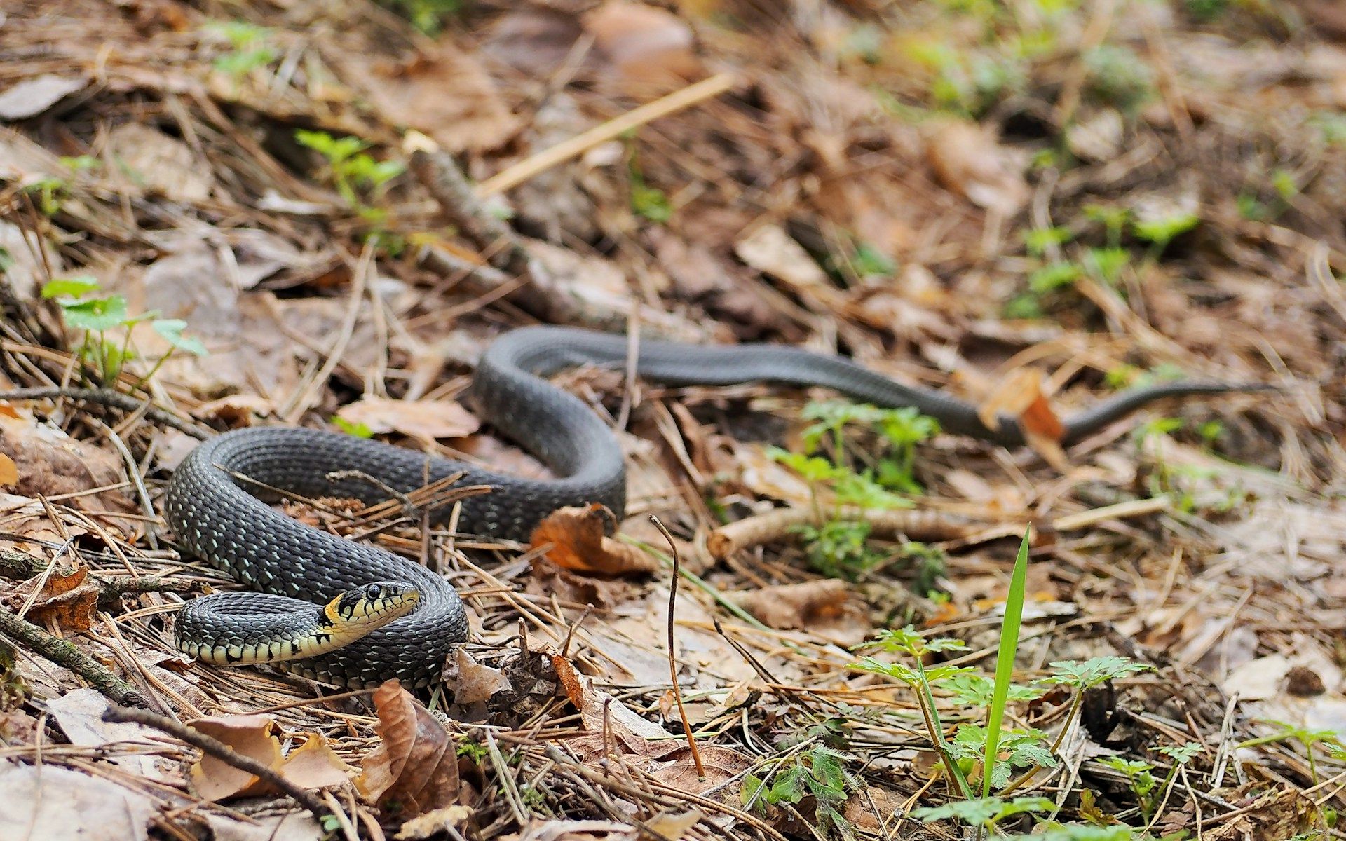 Sanje o kačah: kaj lahko pomenijo in česa iz njih ne moremo sklepati